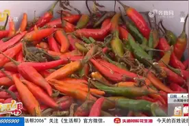 5元1斤！爱心市民捐出30多亩辣椒地，3000斤小米辣等你来带走视频封面