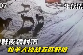 安纳托利亚牧羊犬：狼群深夜袭击村落，牧羊犬独自战退五匹野狼视频封面