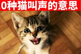 揭秘10种猫咪叫声的含义，听懂小猫咪到底想说什么！视频封面