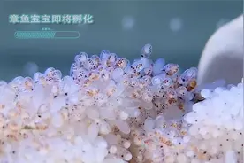 从海鲜市场买的小章鱼，竟然产卵了，孵化出成千上万的章鱼宝宝视频封面