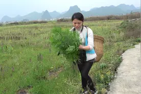 艾草分有好几种，这种细叶艾草最实用、价值最高，遇到请不要错过视频封面