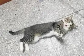 时隔三个月回到之前的公司撸猫，猫是我见过的狸花猫最好看的一只视频封面