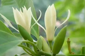 白兰花夏季不好养，容易黄叶掉叶，是你没有掌握好养护方法视频封面