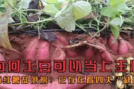 为何土豆可以当上主粮，而红薯却落榜？原来它存在着四大“缺陷”视频封面