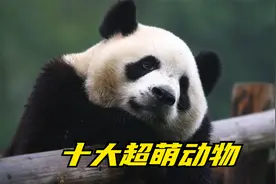 盘点动物界十大超萌动物，总有一种动物会萌翻你，真的好想养一只视频封面