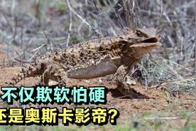 角蜥前后碰到两条蛇的不同反应，让你见识一下什么叫欺软怕硬！视频封面