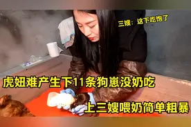 虎妞难产生下11条狗崽没奶吃，上三嫂喂奶简单粗暴，小狗吃的得胃视频封面