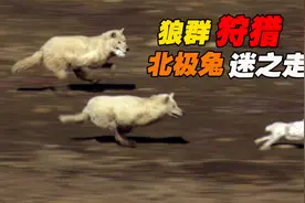 2头饿狼狩猎兔子，狡猾的兔子展示完美“漂移”，玩的野狼团团转视频封面