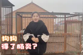 狗狗不小心得了肠炎？不仅拉稀而且便便带血？佳佳教你该怎么处理视频封面