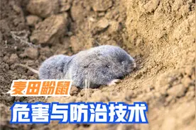 种麦注意了，今年“瞎老鼠”危害有加重趋势，你知道怎么防治吗？视频封面