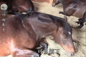 马是站着睡觉的你知道吗？为什么马可以站着睡觉？马不躺下睡觉吗视频封面