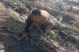 兄弟俩下地干活，分工明确，一人捆一人拉，大烩菜加白馒头，绝配视频封面