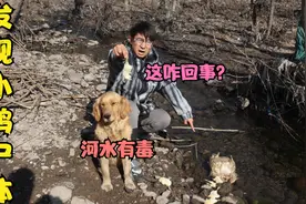 金毛在河边发现母鸡和小鸡的尸体，分析是河水有毒，是这样的吗？视频封面