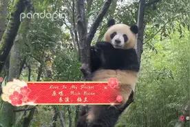 欢迎收看pandapia电视台《2021年熊猫春节联欢晚会》！