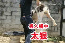 中亚犬浑身发红掉毛，狗主人狠心将它丢入桶中视频封面