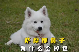 萨摩耶鼻子掉色？多半是这4个原因，别不懂！视频封面