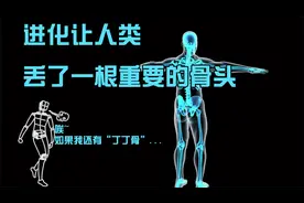 “丁丁骨”消失之谜，进化让人类丢了一根重要的骨头