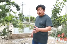 果园除草用大鹅一举多得，即是生物割草机又是施肥机！