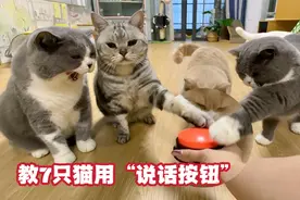 猫咪们第一次学习说话按钮，激起胜负欲的猫疯狂按！视频封面