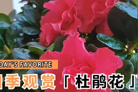 【干货】让杜鹃花苞层出不穷，四季赏花的方法和技巧分享视频封面