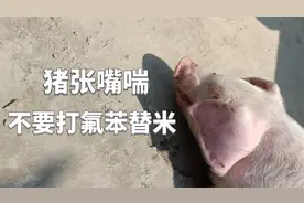 猪张嘴喘气，不用去打氟苯、替米！一个组合好用还不挂猪视频封面