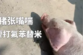 猪张嘴喘气，不用去打氟苯、替米！一个组合好用还不挂猪视频封面