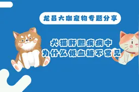犬猫肝胆疾病中为什么低血糖不常见？视频封面