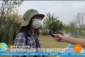 观鸟爱好者又拍到珍稀物种！世界极危物种黄胸鹀现身无锡视频封面
