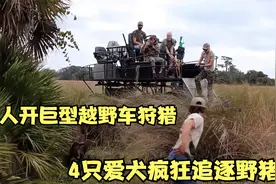 野猪泛滥破坏生态，猎人研制巨型越野车狩猎，4只狗狗疯狂追逐视频封面