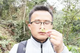 实拍广东冬季蜜源植物：鸭脚木，生长速度好比吃了催化剂视频封面