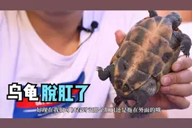 乌龟脱肛了？不要着急，看完你就觉得简单了