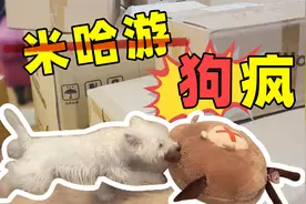 板娘小薇2022年第一期视频，就是从骂原神米哈游开始！视频封面
