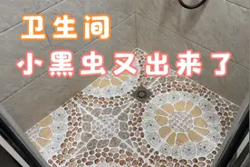 卫生间小黑虫又出来了，教你简单一招，家里再也不会出现小飞虫