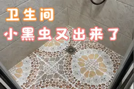 卫生间小黑虫又出来了，教你简单一招，家里再也不会出现小飞虫视频封面