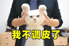 猫咪调皮，不要扔！可以这样修好视频封面