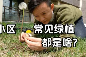 这些小区常见的绿植都是啥？结的果子能吃吗？视频封面