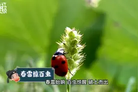 今日惊蛰！惊蛰起阳气升，吃梨讲究可不少！快收好这份小贴士！视频封面