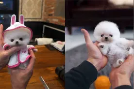 10种最可爱的狗狗，萌翻了！准备好接收了吗？视频封面