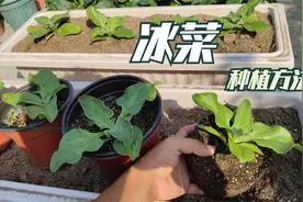 冰菜不好买，那就自己来动手，阳台盆栽种冰菜视频封面