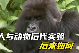人与动物后代实验，外国科学家寻找5个女孩和一只猩猩，后来如何视频封面