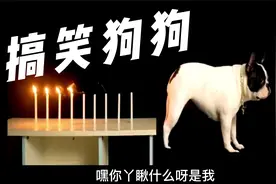 搞笑萌宠，狗狗屁王法斗，宠物界放屁王者，帅哥美女看动物冷知识