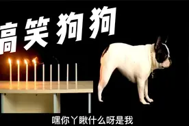 搞笑萌宠，狗狗屁王法斗，宠物界放屁王者，帅哥美女看动物冷知识视频封面