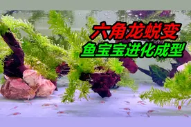 历经3个月的时间，六角恐龙鱼完全“进化”成型视频封面