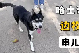 哈士奇边牧串，是边牧喝醉了，还是哈士奇献媚了视频封面
