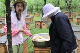 下雨天割蜂蜜，没想到蜂妹收获这么大，真过瘾，快来一起围观