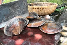 巴掌那么大个的河蚌，小伙这个做法火了，酸辣爽脆，越吃越想吃