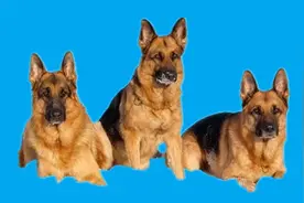 三种德国牧羊犬品系视频封面