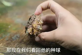 一种“高档花”，它就是马蹄莲，开花很漂亮，园艺师教你怎么养视频封面