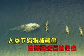 人类下海猎捕鲸鱼，遭到百米巨鲸攻击视频封面