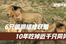 6只雄狮组成坏男孩联盟，10年吃掉近千只同类，狮王之路纪录片视频封面